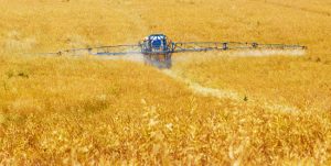 spraying wheat