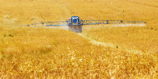 spraying wheat