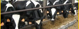Non GMO dairy production
